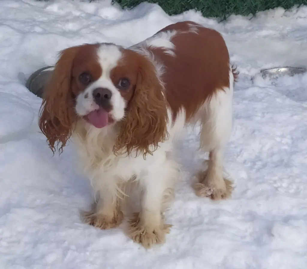 Élevage de cavalier king charles spaniel à Pelleautier