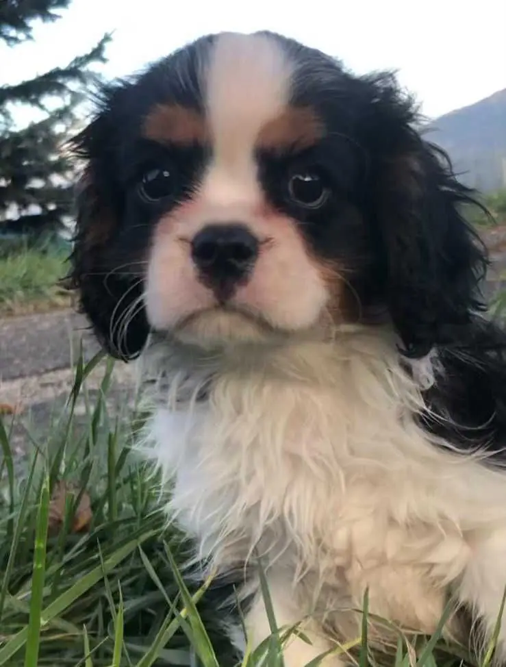 Élevage de cavalier king charles spaniel à Pelleautier