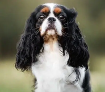 Élevage de cavalier king charles spaniel à Pelleautier