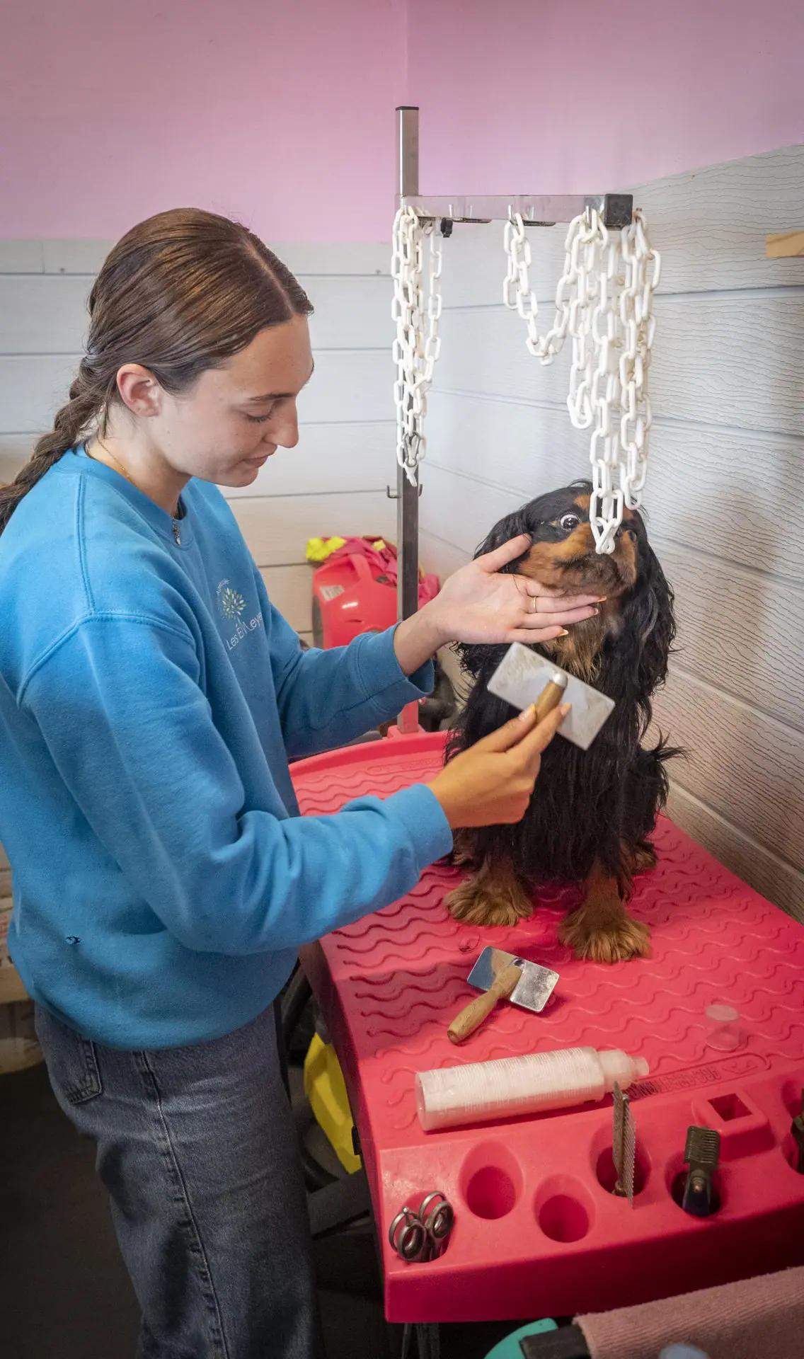 Élevage de cavalier king charles spaniel à Pelleautier