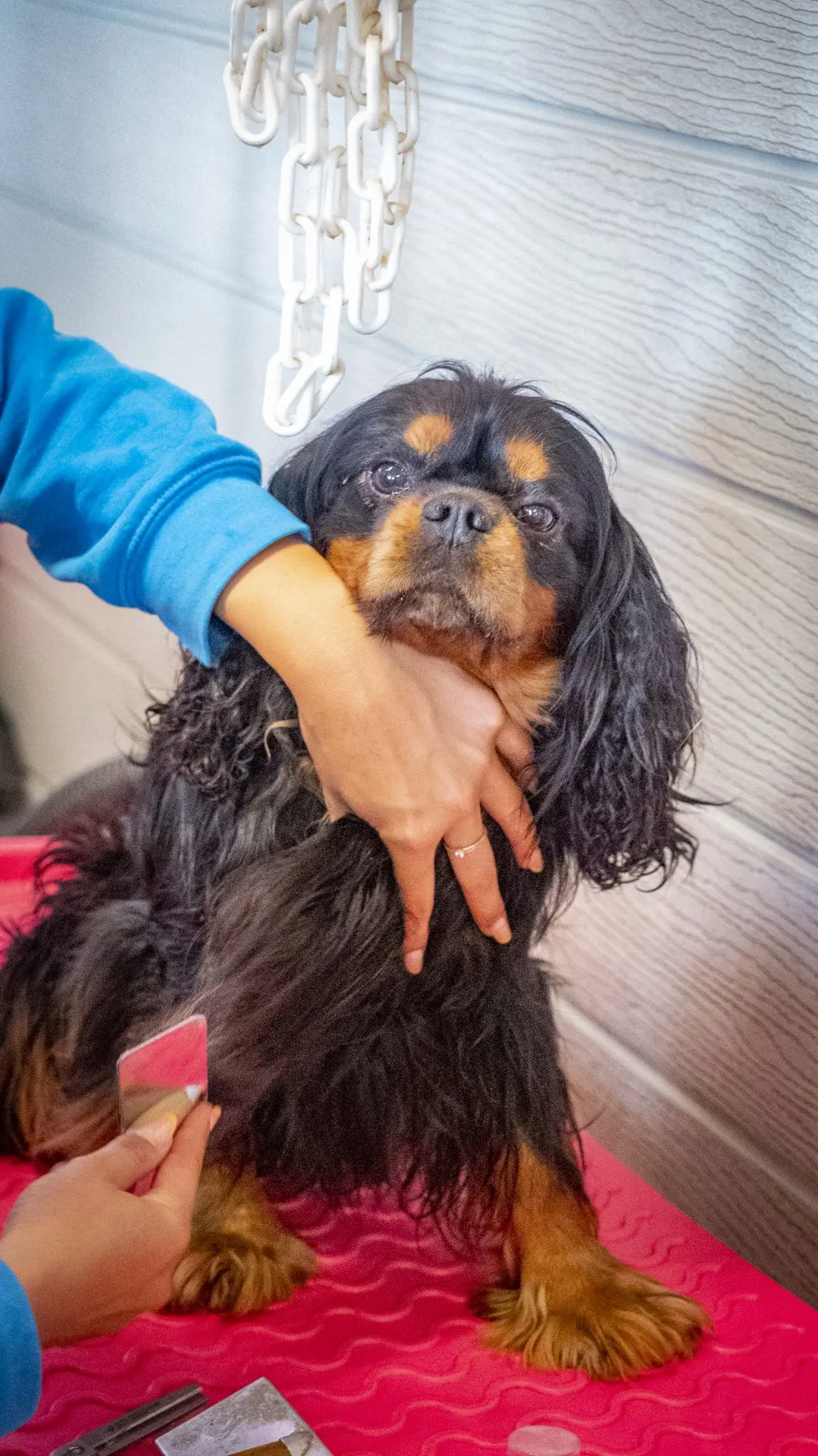 Élevage de cavalier king charles spaniel à Pelleautier