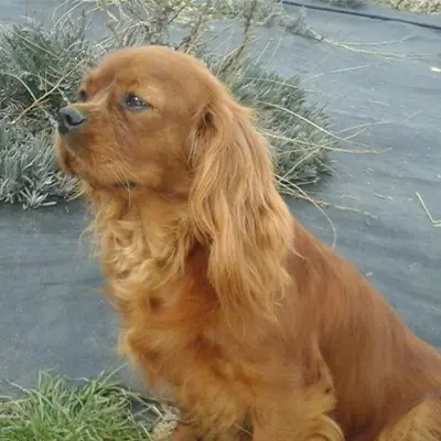 Élevage de cavalier king charles spaniel à Pelleautier