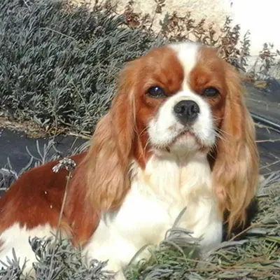 Élevage de cavalier king charles spaniel à Pelleautier