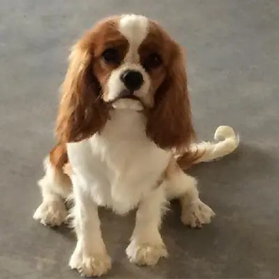 Élevage de cavalier king charles spaniel à Pelleautier