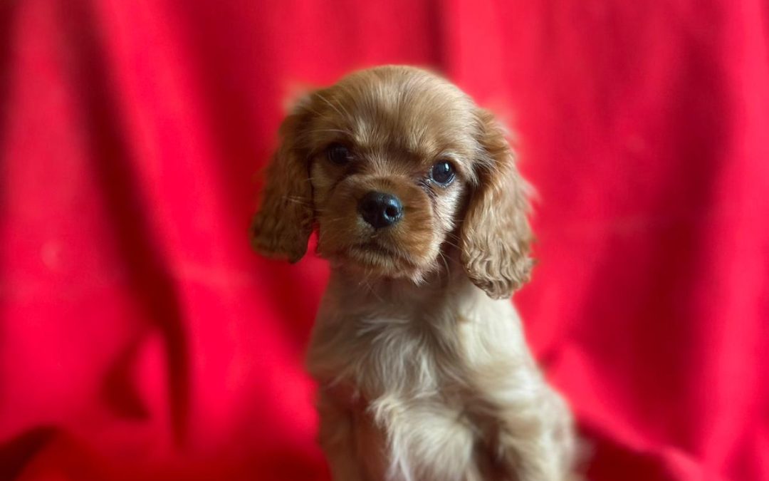 CHIOT 1