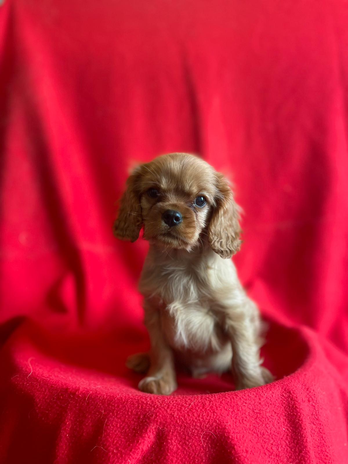 CHIOT 1