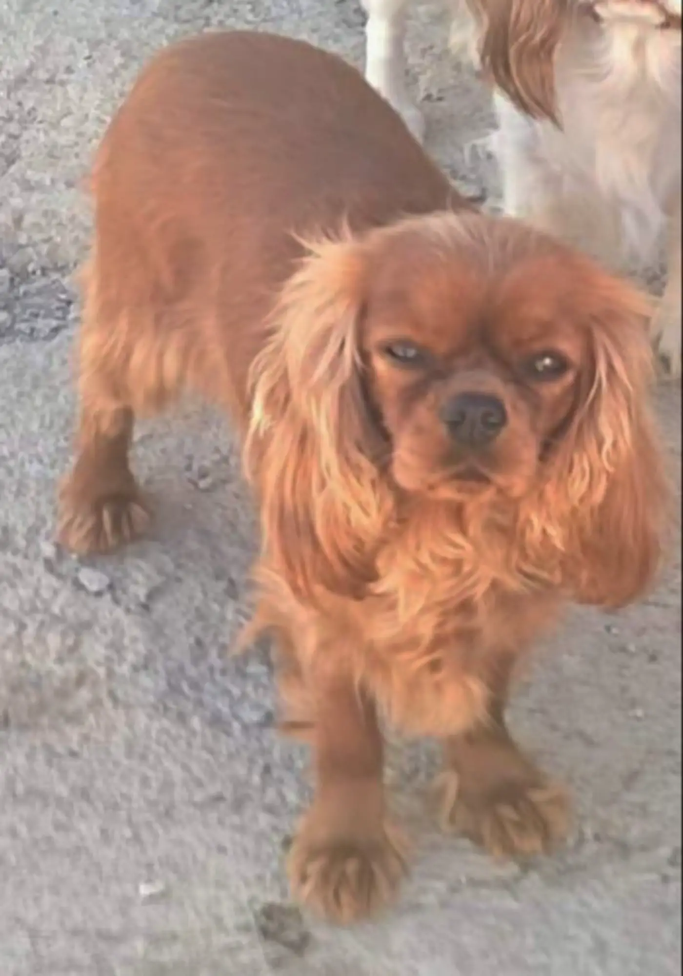 Élevage de cavalier king charles spaniel à Pelleautier