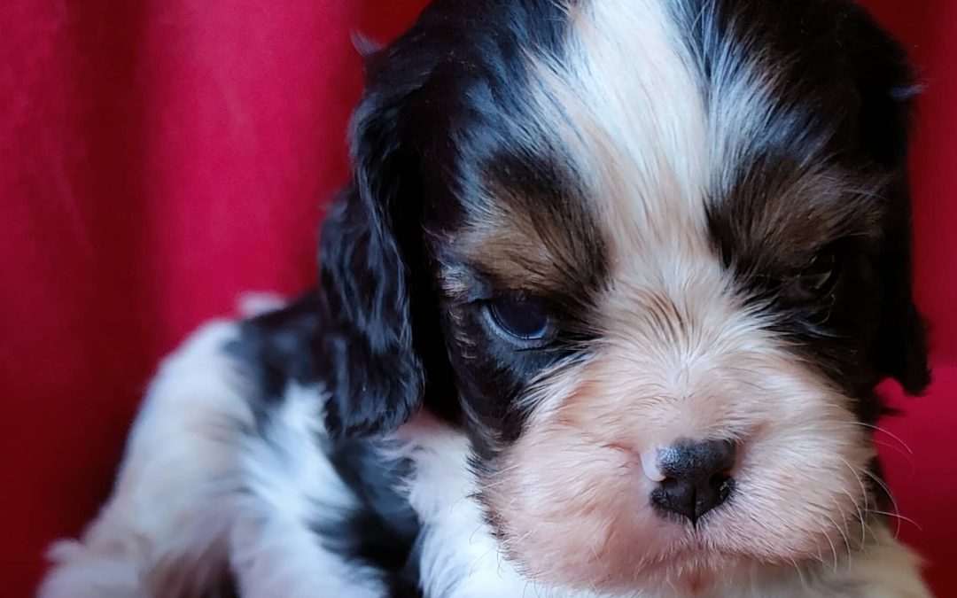 Chiot mâle Cavalier-King-Charles