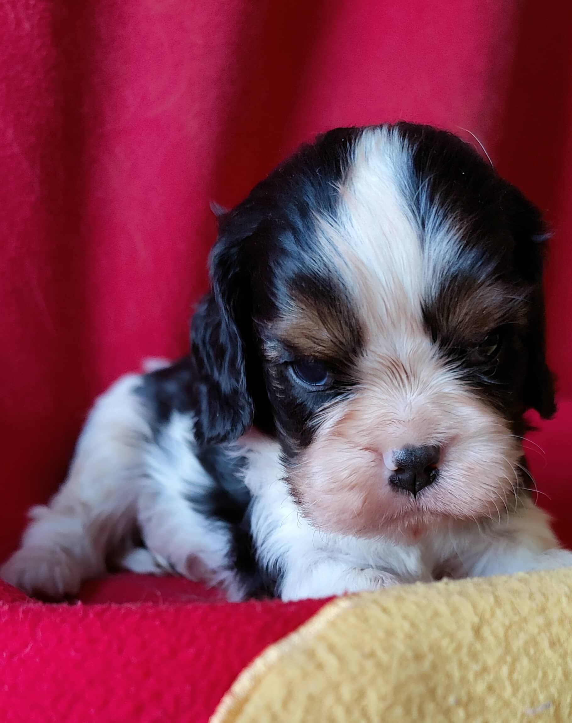 Chiot mâle Cavalier-King-Charles