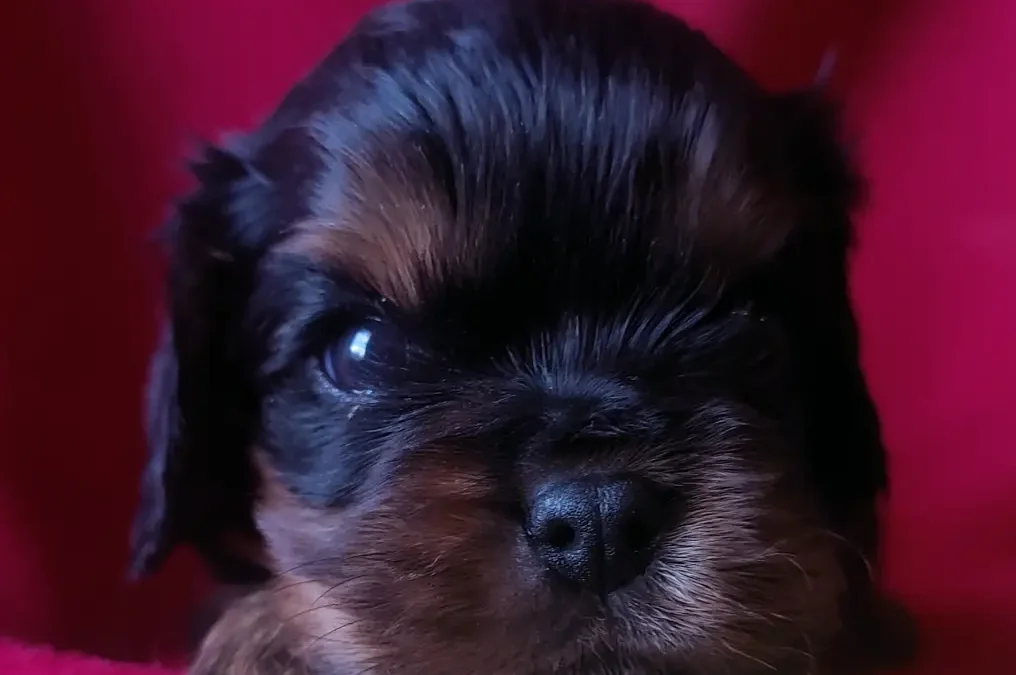 Le frère, chiot mâle noir et feu