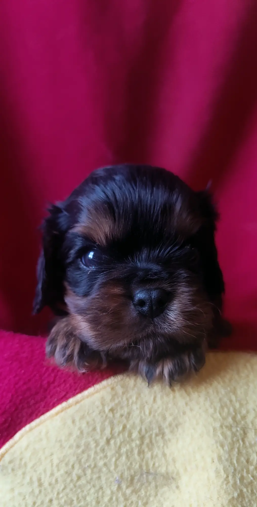 Le frère, chiot mâle noir et feu