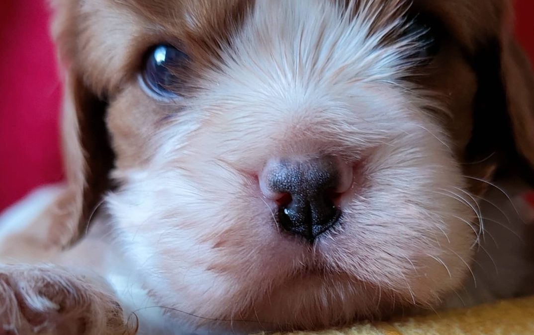 Chiot mâle Blenheim