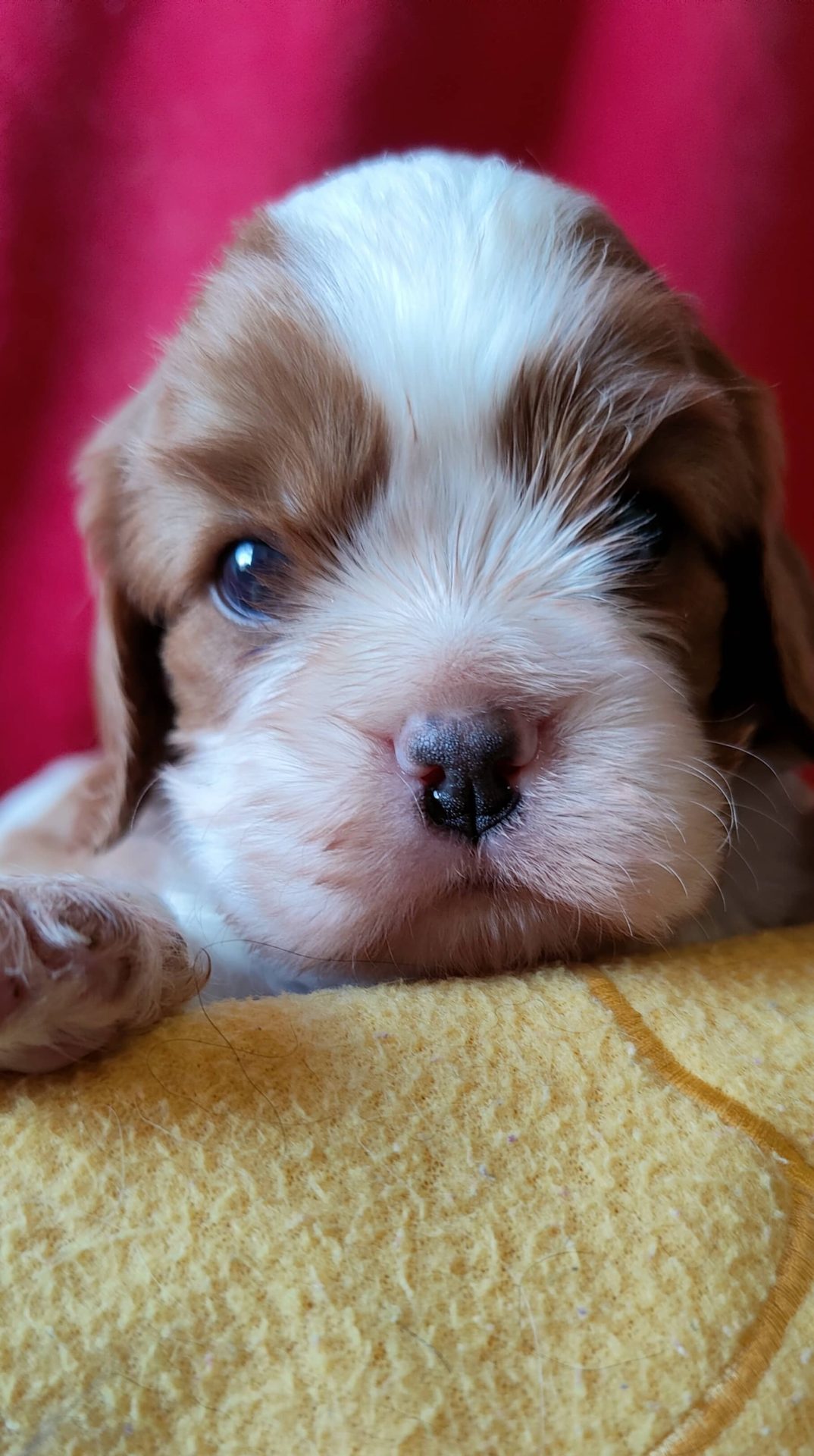 Chiot mâle Blenheim