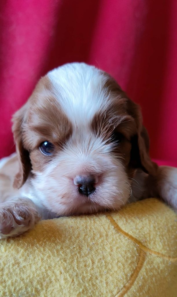 Élevage de cavalier king charles spaniel00