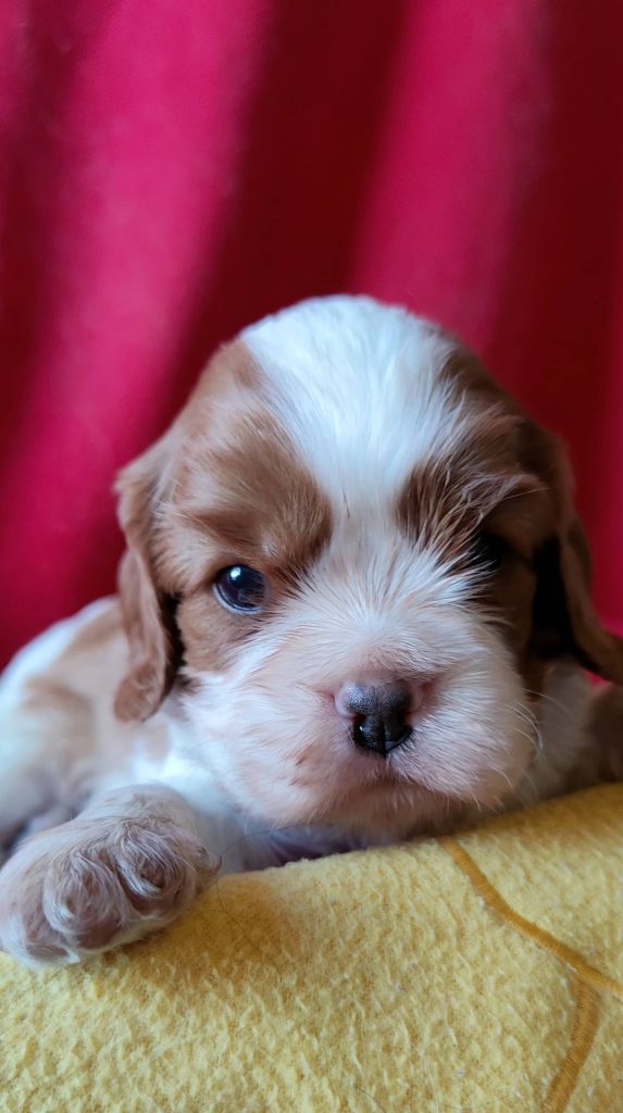 Élevage de cavalier king charles spaniel00