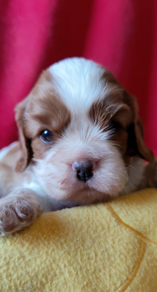 Élevage de cavalier king charles spaniel00