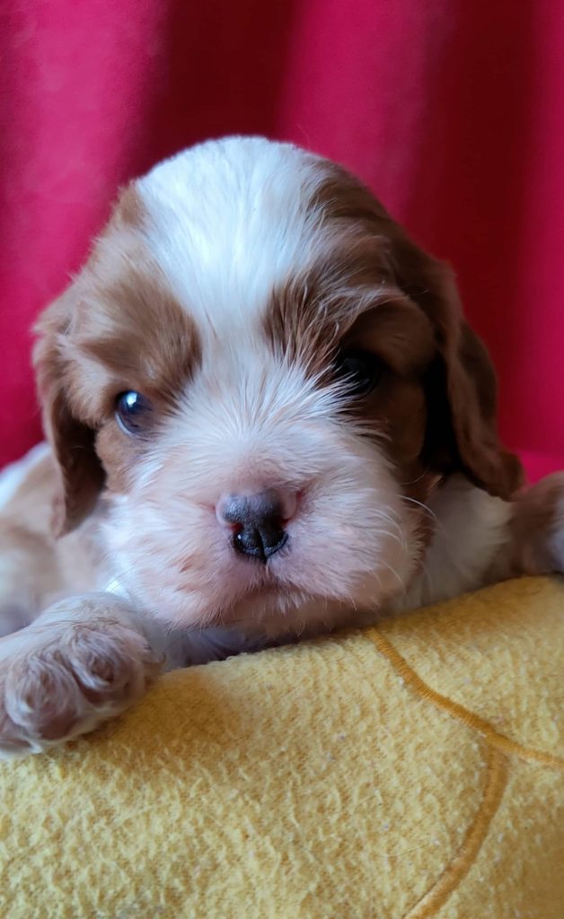 Élevage de cavalier king charles spaniel00