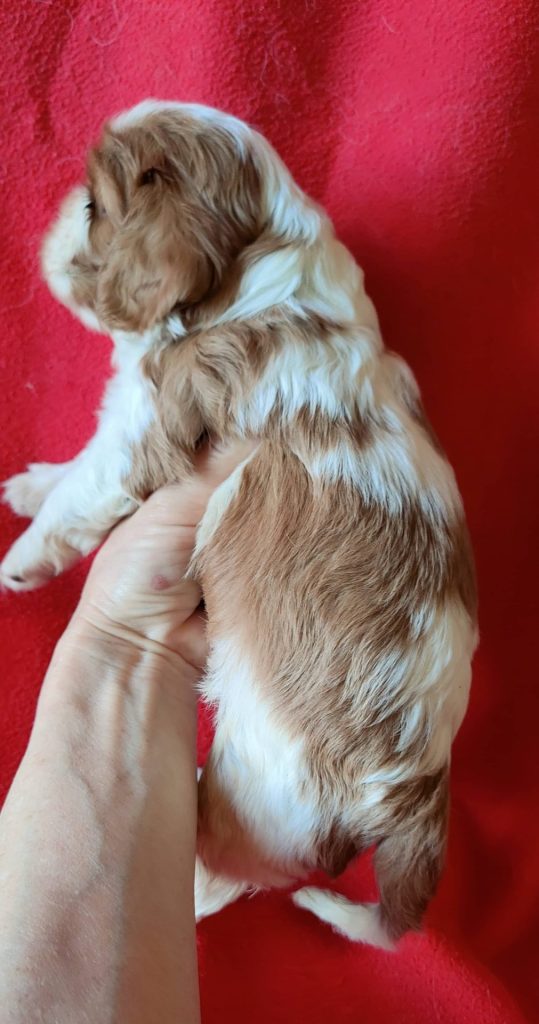 Élevage de cavalier king charles spaniel00