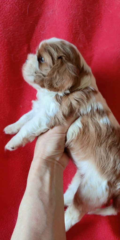 Élevage de cavalier king charles spaniel00