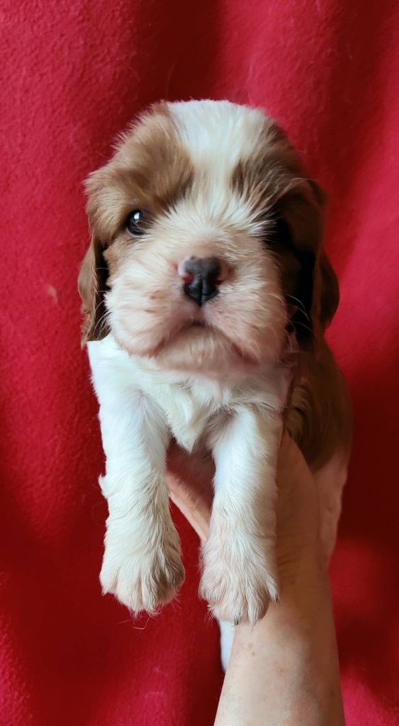 Élevage de cavalier king charles spaniel00