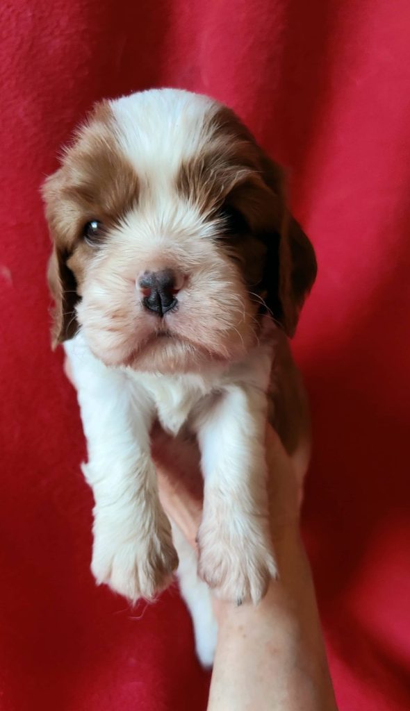 Élevage de cavalier king charles spaniel00