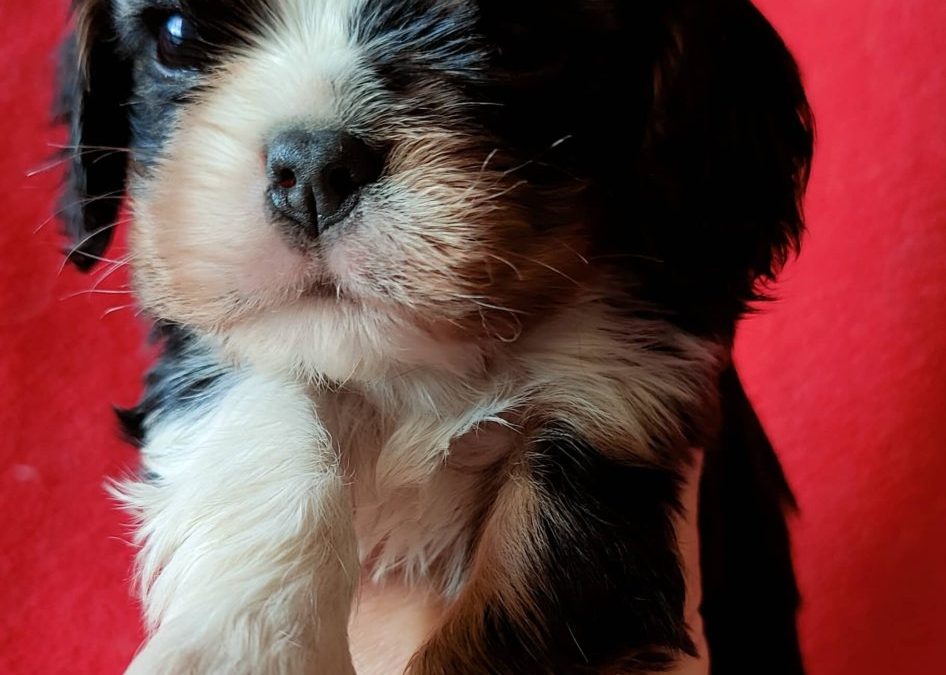 Chiot mâle noir et feu
