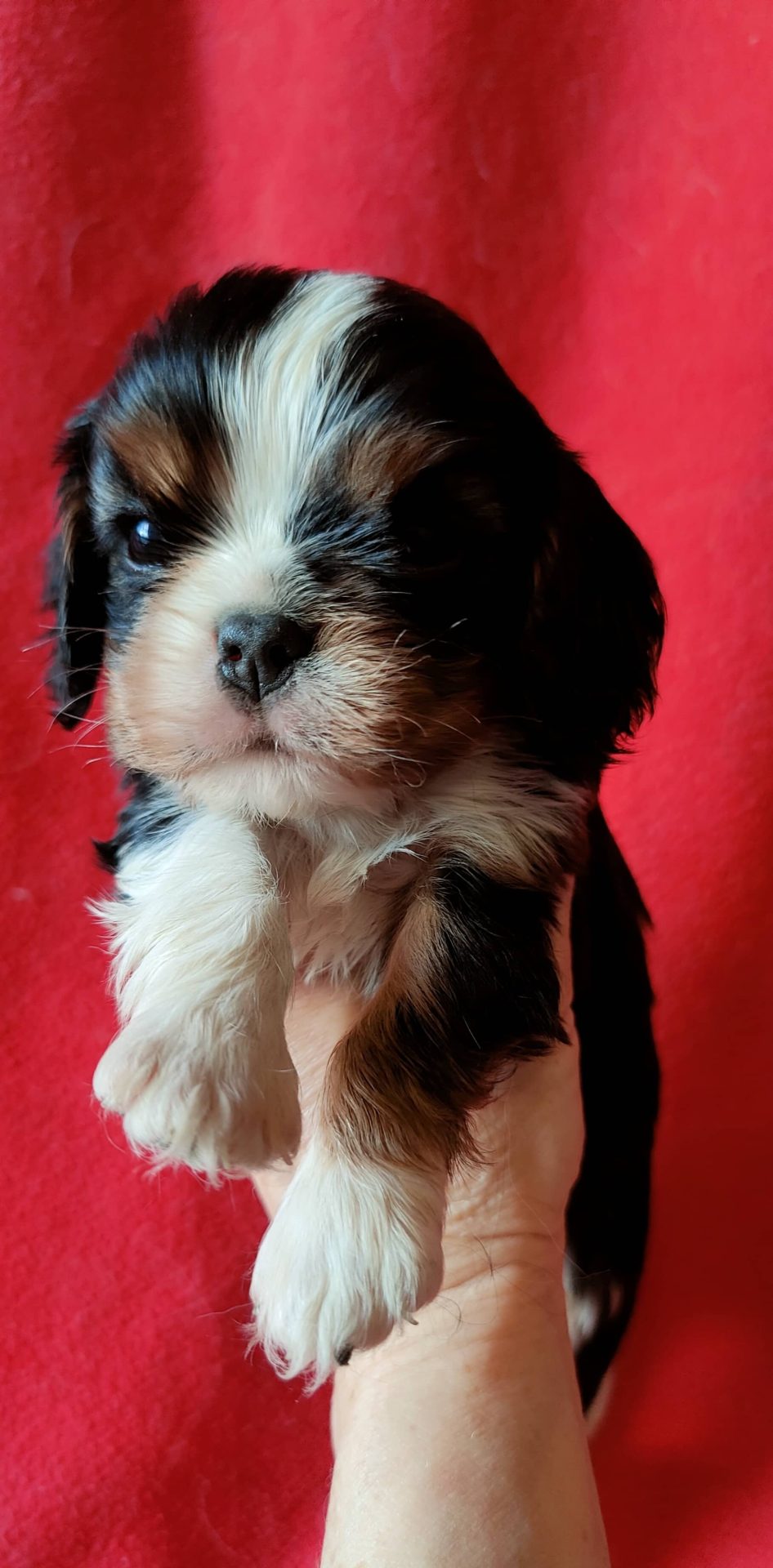 Chiots mâle tricolore