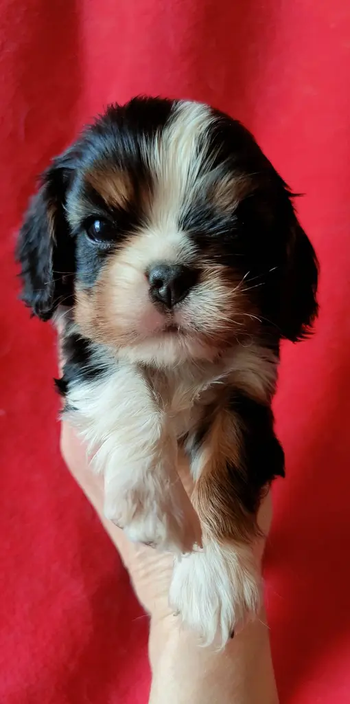 Élevage Chiot cavalier king charles spaniel