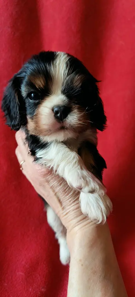 Élevage Chiot cavalier king charles spaniel