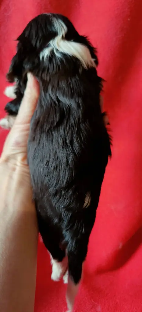Élevage Chiot cavalier king charles spaniel