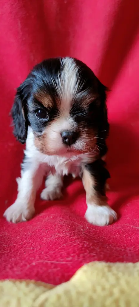 Élevage Chiot cavalier king charles spaniel