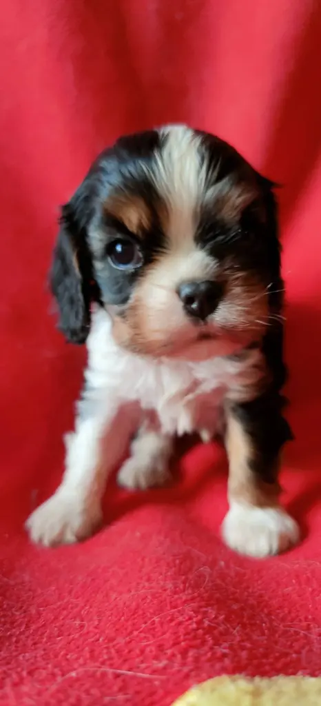 Élevage Chiot cavalier king charles spaniel