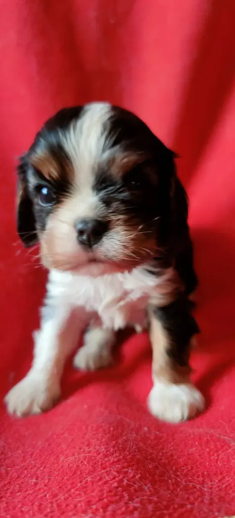 Élevage Chiot cavalier king charles spaniel