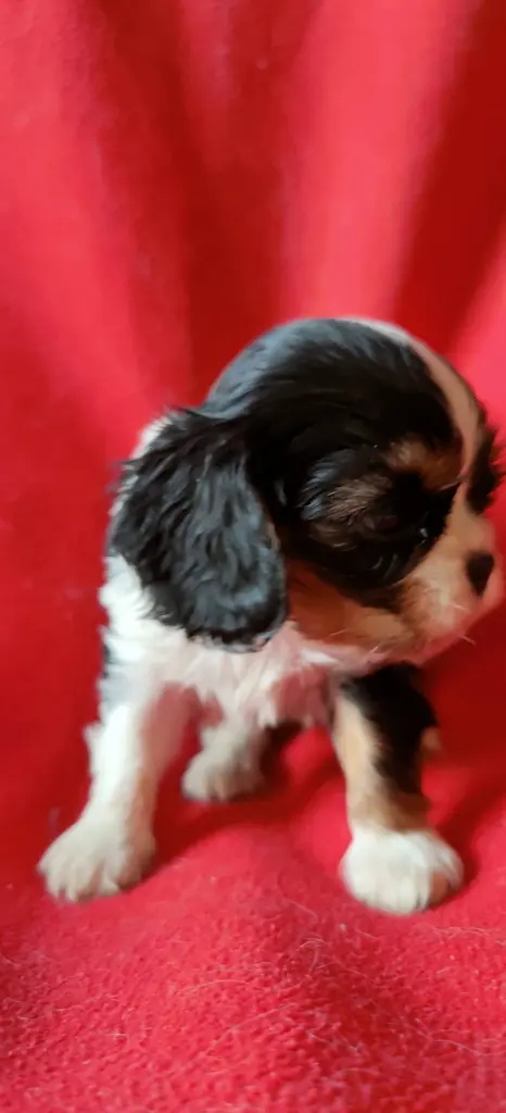 Élevage Chiot cavalier king charles spaniel