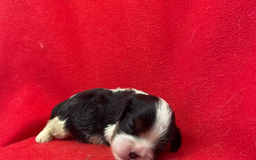 Joli chiot mâle tricolore