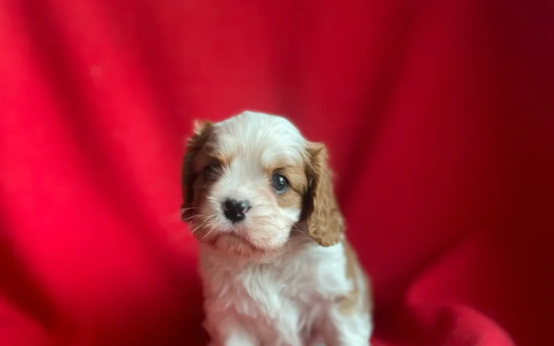 Très joli chiot male blenheim