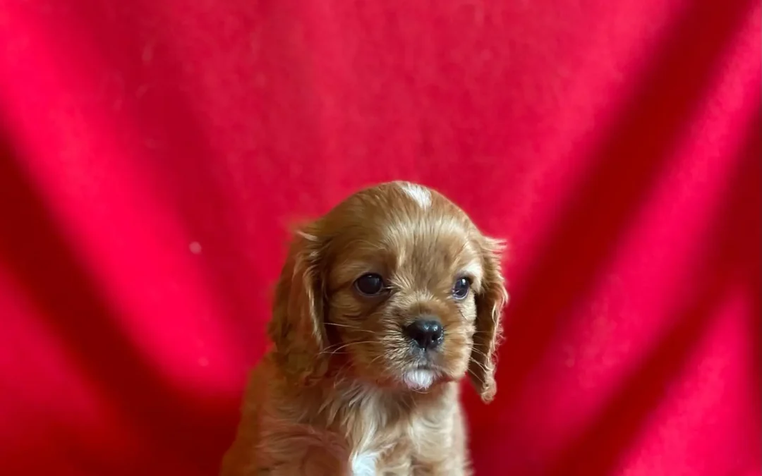 Jolie chiot male rubis