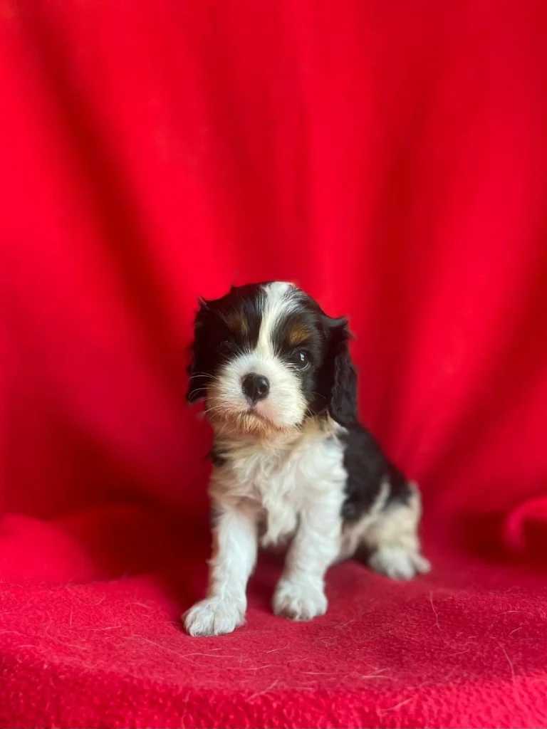 Élevage Cavalier-king-charles Alpes maritimes
